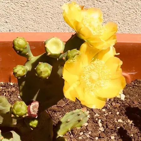 Kaktus Bed & Breakfast